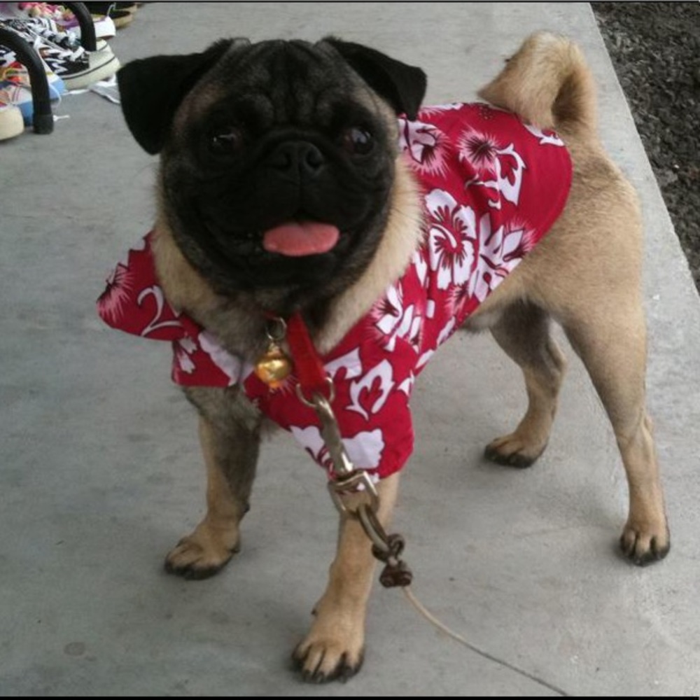 Aloha I'm Meatloaf & I wanna be your Friend